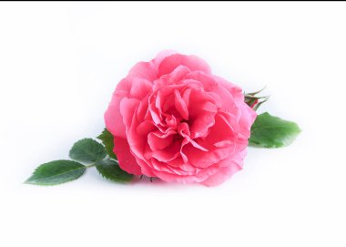 Beyaz arka planda yeşil yapraklı kırmızı gül, düğün kartı, gelin. Selamlar. Yaz. Bahar. Üst Manzara. Sevgi. Sevgililer Günü