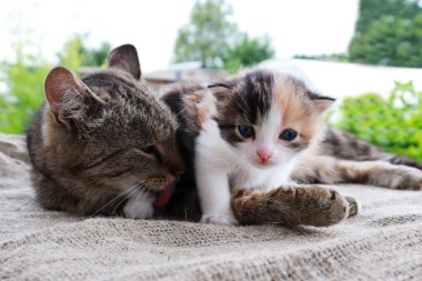 Anne kedi ve kedi yavrusu. Anne kedi küçük bir kediyi kucaklıyor. Kedi gri, tüylü. Kedi yavrusu küçük, beyaz ve kırmızıdır. Kediler ailesi. Kitty kediyle oynamak istiyor anne.