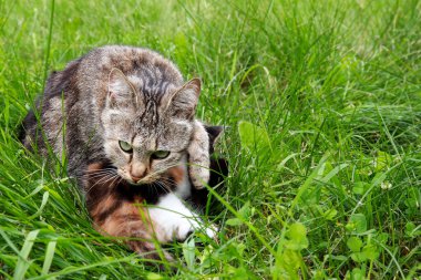 Anne kedi, yavru kedisini koruyor pençesine sarılıyor ve şeytani tehditkar gözlerle bakıyor. Sevgi dolu kedi anne ve kedi yavrusu, kopyalama alanı