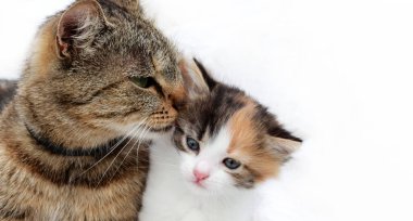 Anne kedi ve kedi yavrusu gri anne kedi, yavru kedisinin beyaz kırmızı rengine bakar. Sevgi ve özenin kavramsal görüntüsü. Pankart.