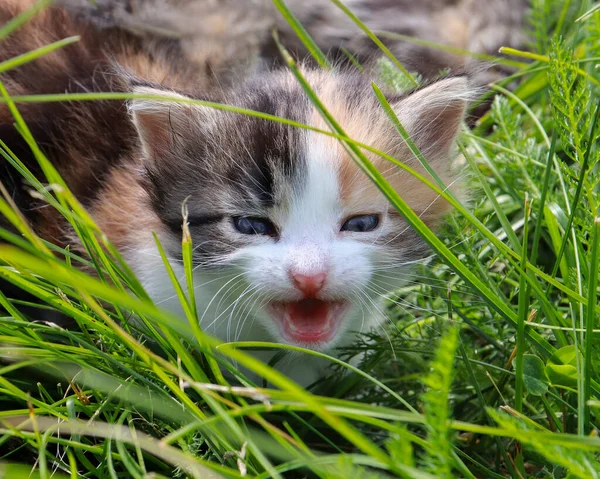 可爱的小猫 小猫在绿草中啼叫 并叫猫妈妈 有选择的重点 — 图库照片