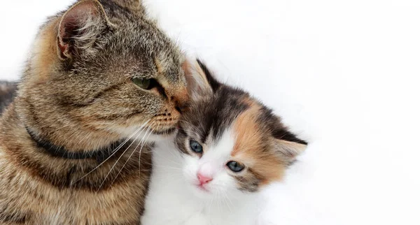 猫妈妈和猫妈妈灰猫妈妈照顾她的小猫咪白色的红色 爱和关心的概念形象 — 图库照片
