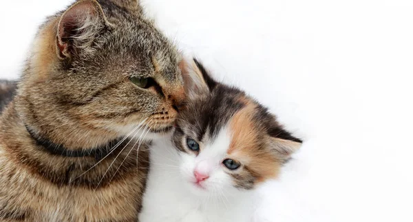 Anne kedi ve kedi yavrusu gri anne kedi, yavru kedisinin beyaz kırmızı rengine bakar. Sevgi ve özenin kavramsal görüntüsü. Pankart.