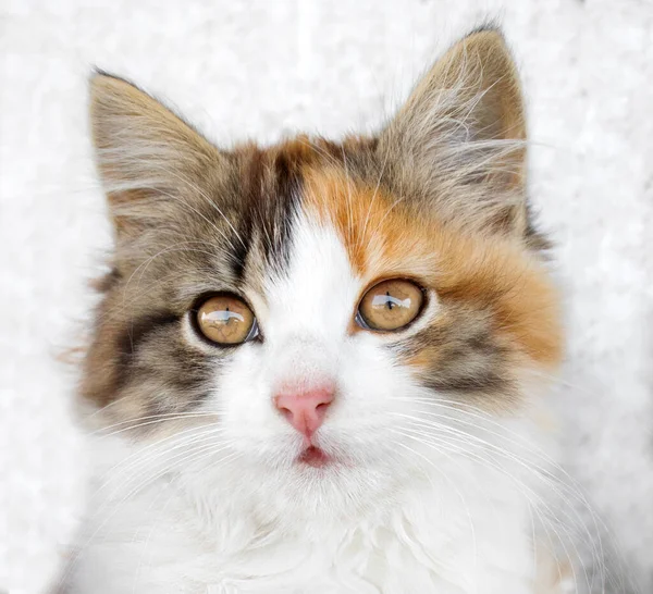 一只漂亮整洁的三色猫的肖像 它的嘴上有红色斑斑 从灰色的背景看顶部 可用于包装猫的食物 动物的药物 — 图库照片