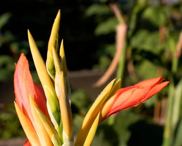 Kwiat Cannes Pączkami Kropelkach Wody Jasnym Słońcu Tropikalna Roślina Ukierunkowanie — Zdjęcie stockowe