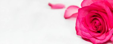 Beyaz arka planda pembe çiçek tomurcukları, dalları ve yaprakları olan yuvarlak bir çerçeve. Güzellik endüstrisi konsepti. seçici odak