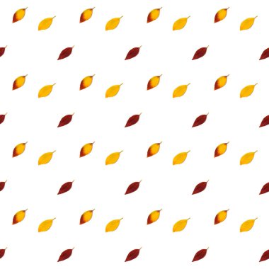 Sonbaharın kusursuz bir babası beyaz arka planda parlak sarı, kırmızı ve kahverengi yapraklar döküyor. Sonbahar şablonu, düz yatıyordu,