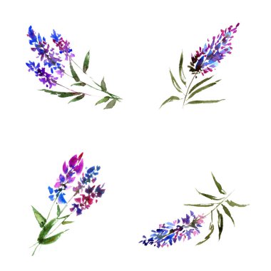 Suluboya mavi çiçekler. Floral tebrik kartı dekorasyonu için ayarlayın. Çizim çiçek. Romantik çiçek ayarlayın. Çiçek dekoratif öğeler. Lavanta çiçekleri.