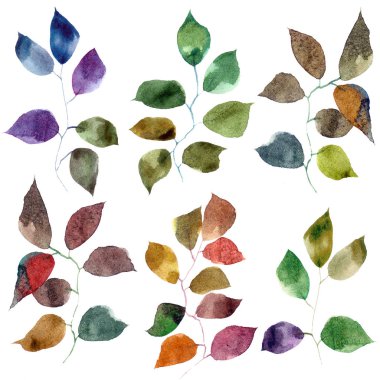 Çizim dekorasyon için bırakır. Sulu boya renkli yaprakları. Dalları sonbahar yaprakları.