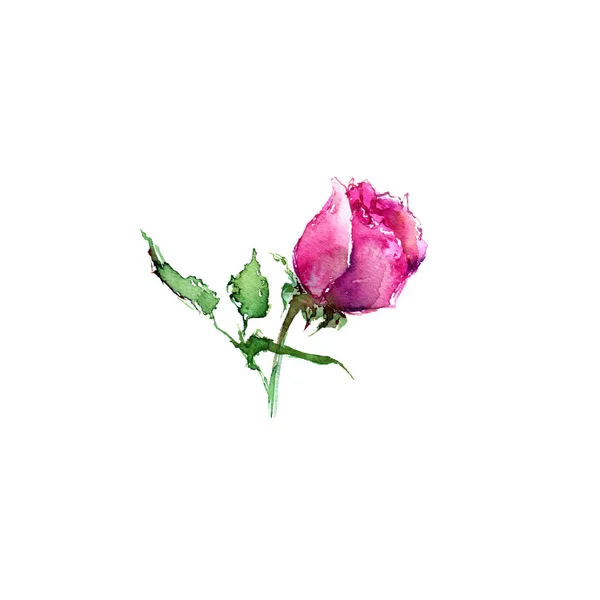 Rose Rosas Cor Rosa Desenho Flores Para Decoração Cartão Saudação — Fotografia de Stock