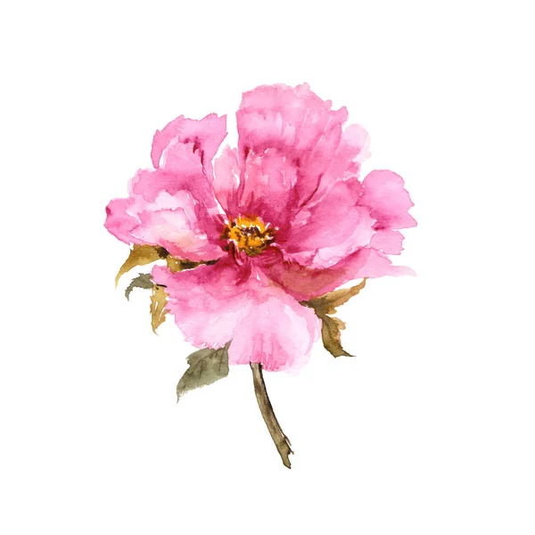 Fleur Rose Carte Vœux Floral Invitation Mariage Design Floral Pivoine — Photo
