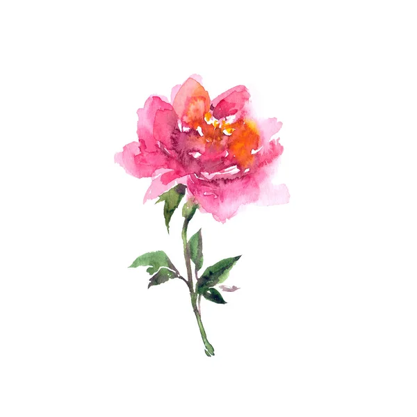 로즈입니다 꽃입니다 인사말 — 스톡 사진