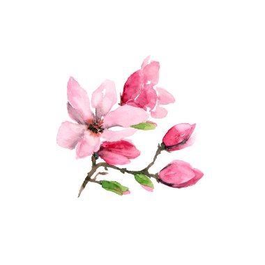 Manolya çiçek. Suluboya çiçek. Pembe çiçekli çiçekli dal. Düğün davetiyesi çiçek tasarım. Bahar tebrik kartı.