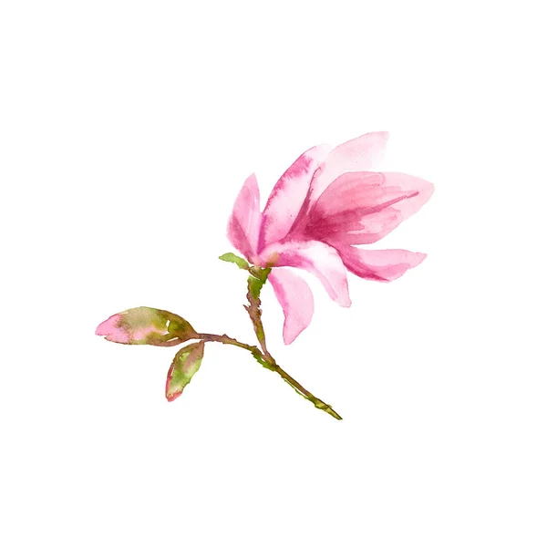 Magnolia Bloemen Aquarel Bloem Floral Tak Met Roze Bloemen Bruiloft — Stockfoto