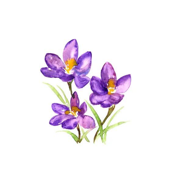 Crocus. Purple flower bouquet. Spring flowers. Watercolor flowers for greeting card decor.