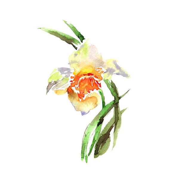 Narcissus. Watercolor drawing with spring flowers. Floral greeting card. Spring flower bouquet.