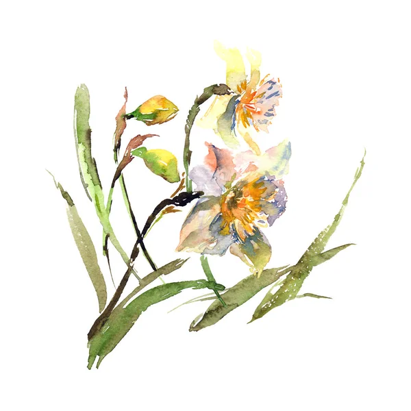 Narcissus Watercolor Drawing Spring Flowers Floral Greeting Card Spring Flower — Stock Photo, Image