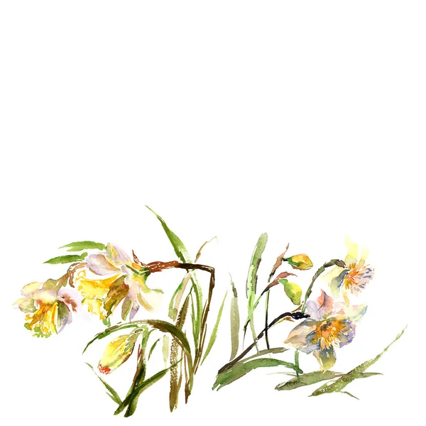 Narcissus Aquarel Tekenen Met Lentebloemen Floral Wenskaart Lente Bloemboeket — Stockfoto