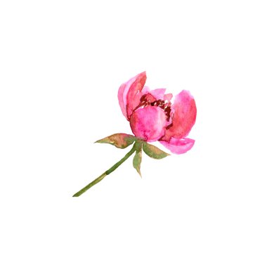 Şakayık. Pembe çiçek. Suluboya çiçek tebrik kartı dekor için. 