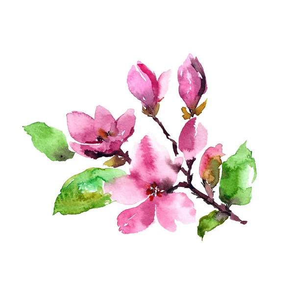 Magnolia flowers. Branch with pink magnolia flowers. Watercolor magnolia.