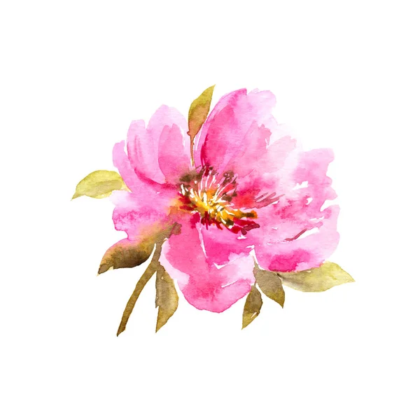 Pfingstrose Rosa Blume Aquarell Blumen Für Grußkarte Dekor — Stockfoto