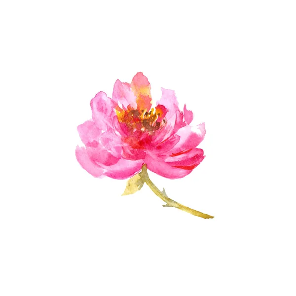 Piwonia Różowy Kwiat Akwarela Kwiaty Życzeniami Wystrój Wnętrz — Zdjęcie stockowe