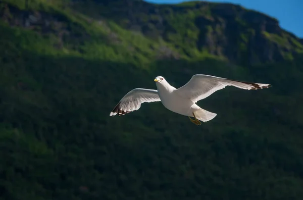 Gaivota no céu. Aurlandsfjord, Noruega. Julho de 2019 — Fotografia de Stock