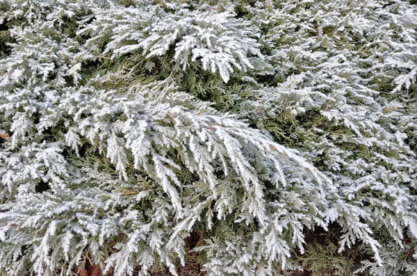 Twig of christmas tree spruce, fir, fir-tree covered hoarfrost and in snow in Poprad, Slovakia.