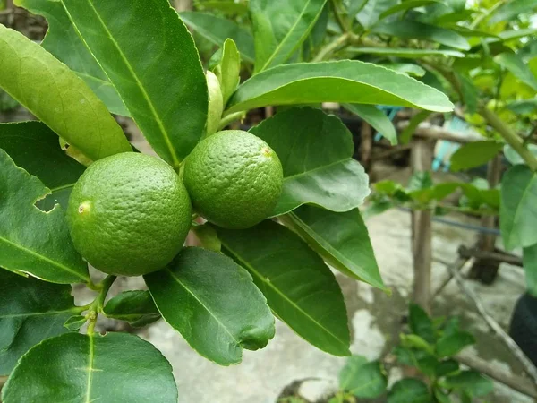 Close up view of Fresh green lime fruit hanging from branch. Medical reports that High vitamin C.  Lime is sour taste put in Thai Food ingredients. Lime tree garden and healthy Food concept.