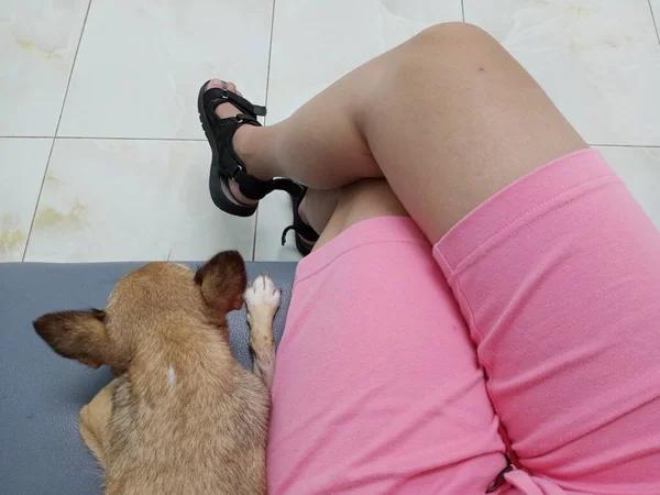 Woman\'s dog owner sits cross-legged with a chihuahua dog lying next to her legs.