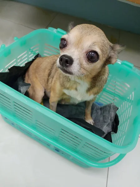 Chihuahua Avec Grands Yeux Assis Dans Panier Vert Semble Demander — Photo