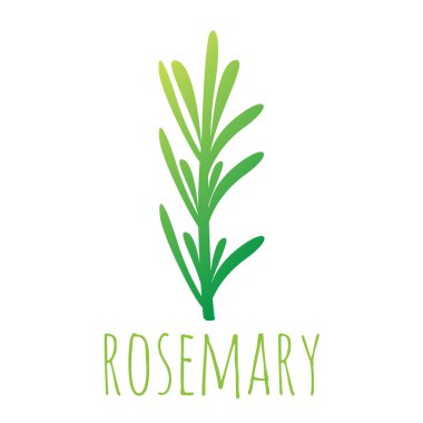 yeşil biberiye yaprağı çizimi