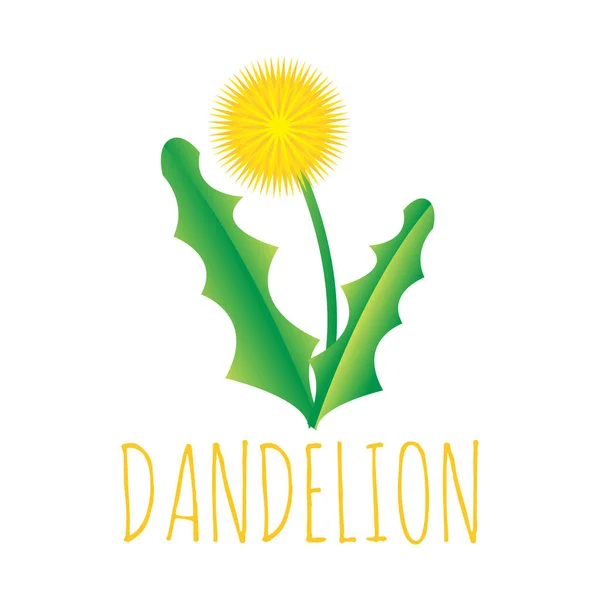 Ilustrasi Vektor Bunga Dandelion Kuning - Stok Vektor