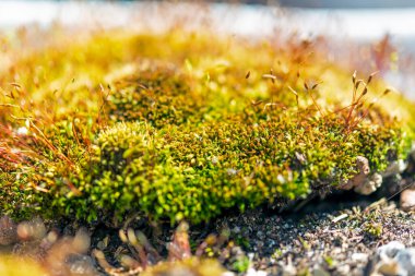 Kayalık topraklarda büyüyen yosunların yakınlaşması.