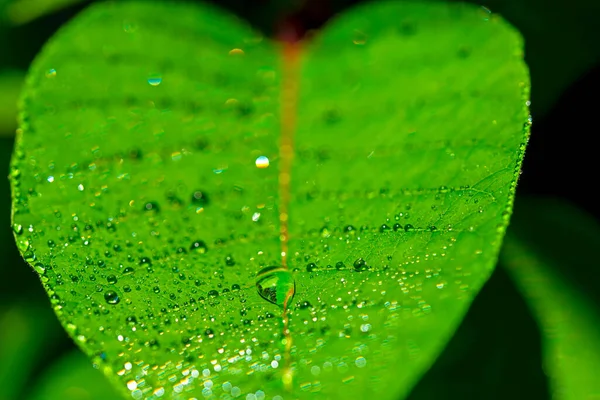 El primer plano de las gotas de agua en una hoja verde horizontal — Foto de Stock