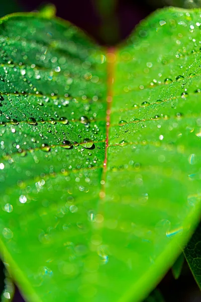 Gros plan de gouttes d'eau sur une feuille verte dressée — Photo