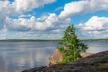 Gölün kıyısındaki kayaların arasında büyüyen genç bir ağaç.