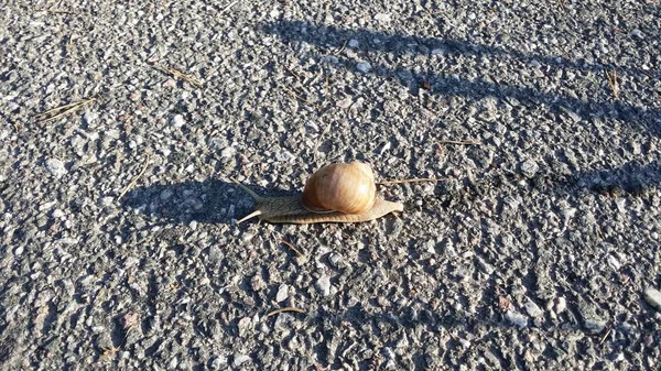 Um caracol no meio da rua — Fotografia de Stock