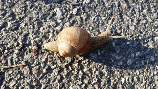 Um caracol no meio da rua — Fotografia de Stock