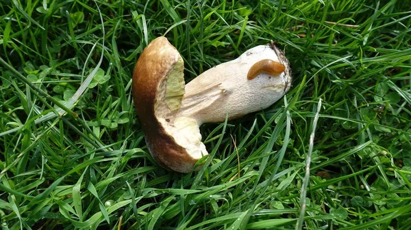 Cueillette de champignons cette saison dans les bois — Photo