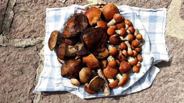 Pilze sammeln in dieser Saison im Wald — Stockfoto