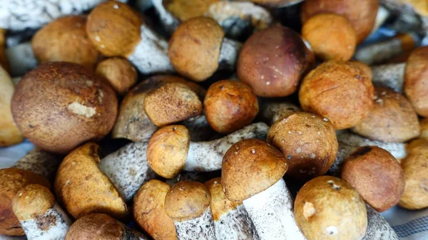 Raccolta funghi in questa stagione nel bosco — Foto Stock