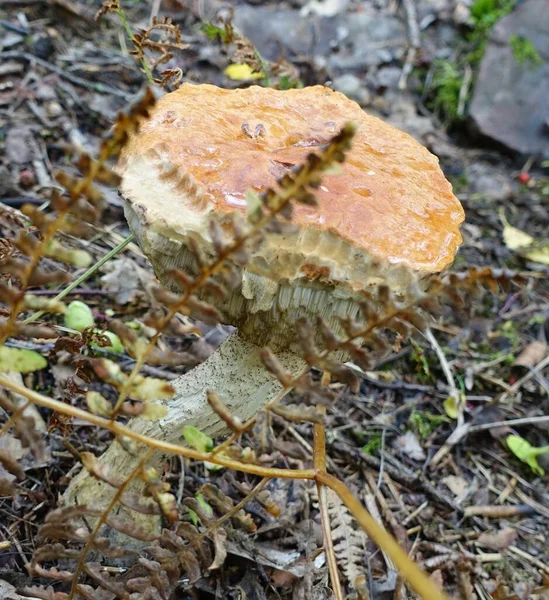 Сбор грибов в этом сезоне в лесу — стоковое фото
