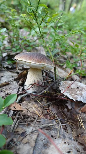 Cueillette de champignons cette saison dans les bois — Photo