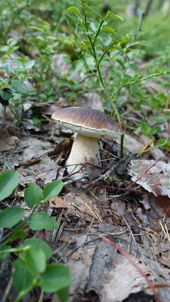 Cueillette de champignons cette saison dans les bois — Photo