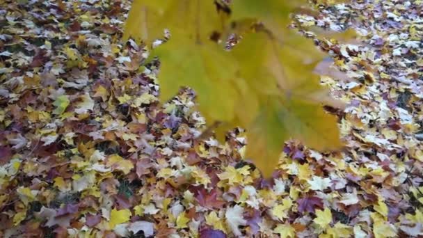 Automne Est Arrivé Banlieue Marche Dans Une Mer Feuilles — Video