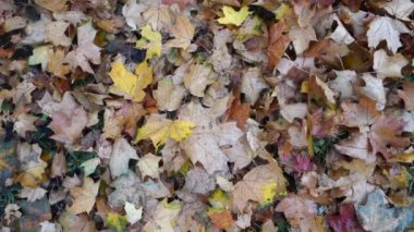 Banliyöye sonbahar geldi ve ben yapraklar denizinde yürüyorum.