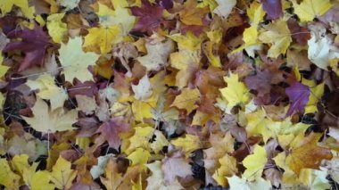 Banliyöye sonbahar geldi ve ben yapraklar denizinde yürüyorum.