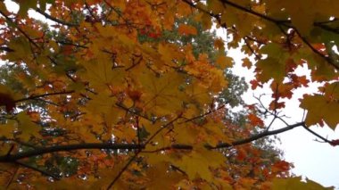 Banliyöye sonbahar geldi ve ben yapraklar denizinde yürüyorum.