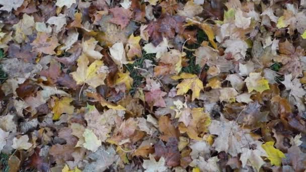 秋天已经来到了郊区 我走在一片树叶的海洋里 — 图库视频影像